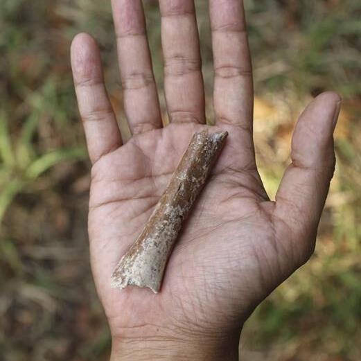 Fossils suggest even smaller ‘hobbits’ roamed an Indonesian island 700,000 years ago